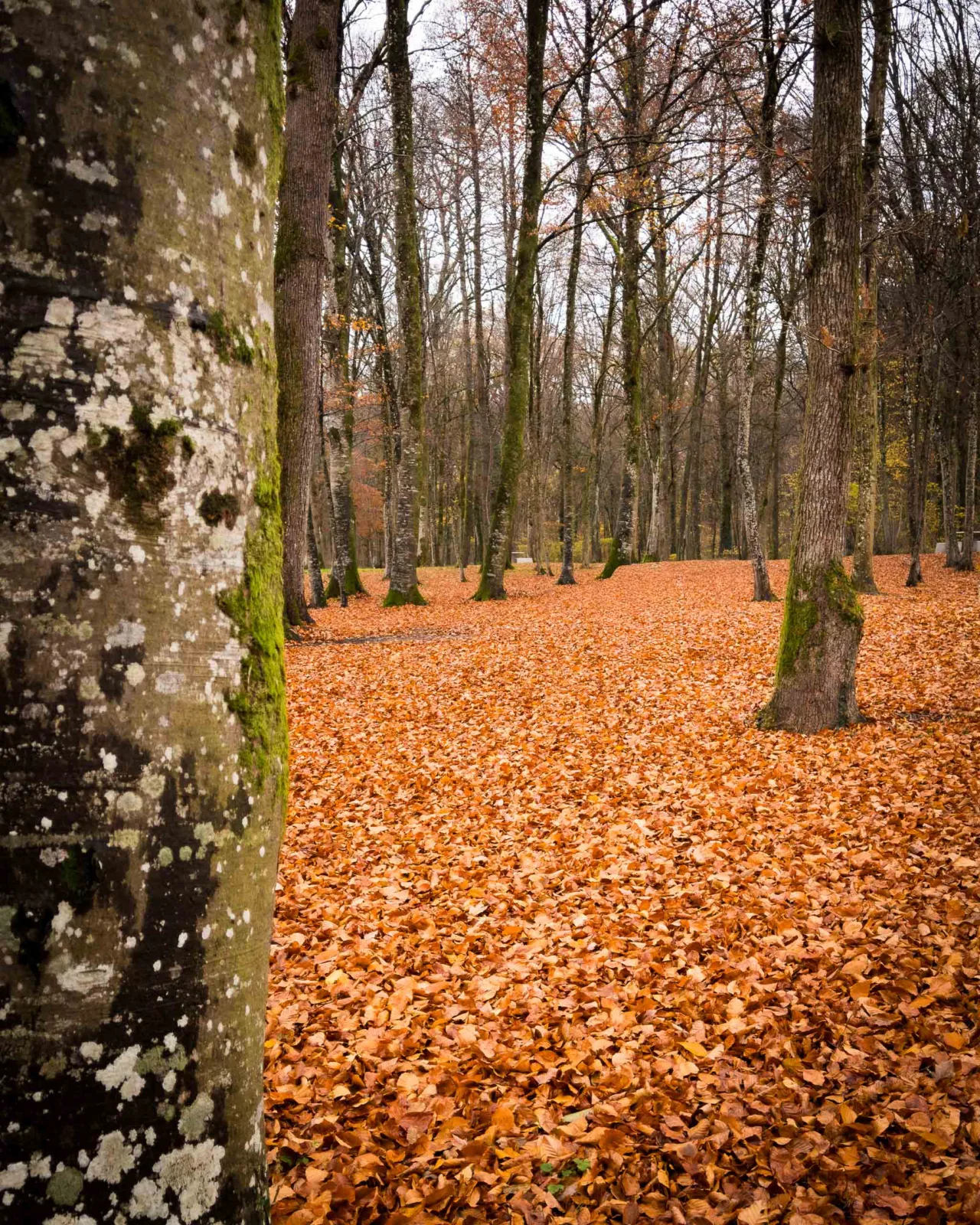 Autumn colour at Aire des Genièvres