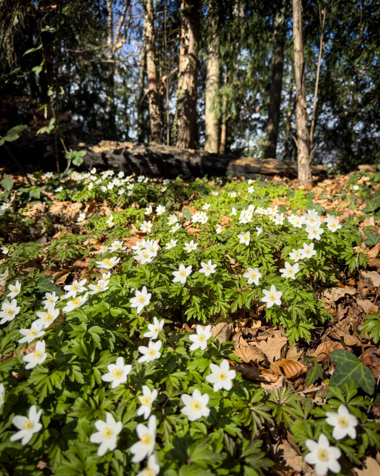 Spring flowers in Spiezberg woods