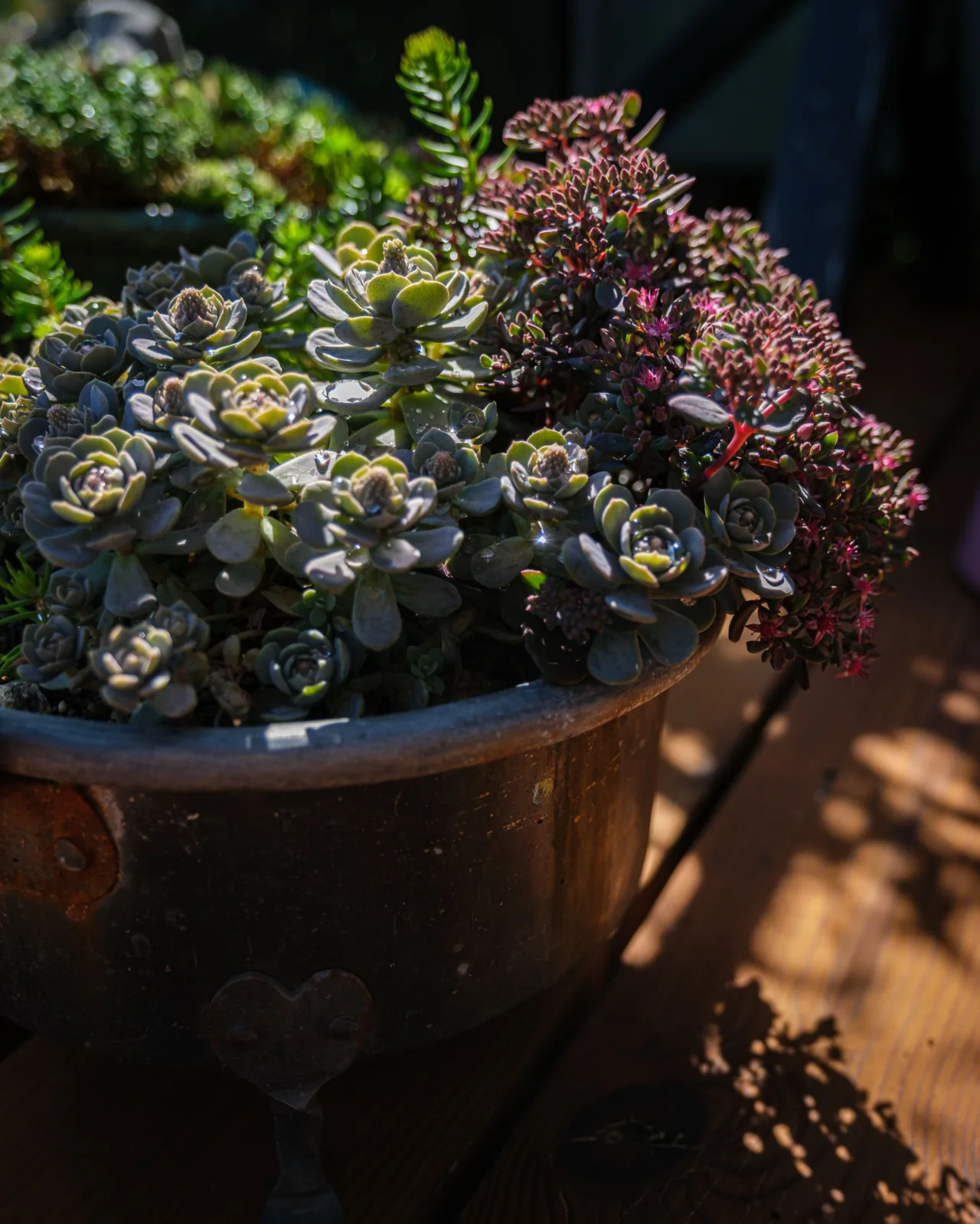 Succulent arrangement in a dark metal pot on a sunlit wooden surface